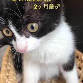 やんちゃな男の子2ヶ月齢