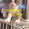 人も犬も猫もみんな大好き甘えん坊の男の子2ヶ月齢