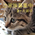 かくれんぼが大好きな控えめな女の子2ヶ月齢