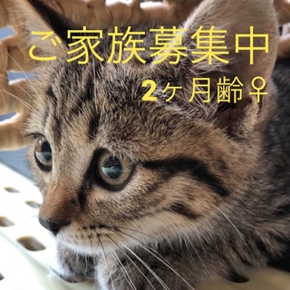 かくれんぼが大好きな控えめな女の子2ヶ月齢