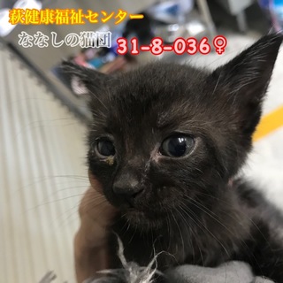 黒子猫ちゃん♡兄妹4匹で収容 036