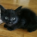 長毛シャイボーイ《黒ちゃん♡》