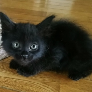 長毛シャイボーイ《黒ちゃん♡》