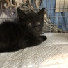 長毛シャイボーイ《黒ちゃん♡》 サムネイル2