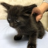 長毛シャイボーイ《黒ちゃん♡》 サムネイル4