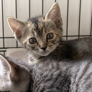 #ちびーず５ さきちゃん