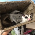 フクロモモンガ