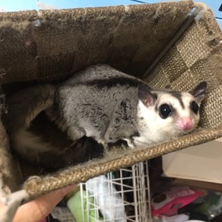 フクロモモンガ