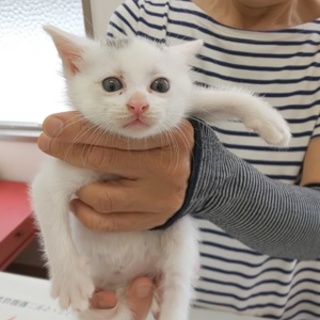 只今交渉中です。心優しき美少年のはく君です！