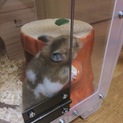 ゴールデンハムスター里親探しています！！