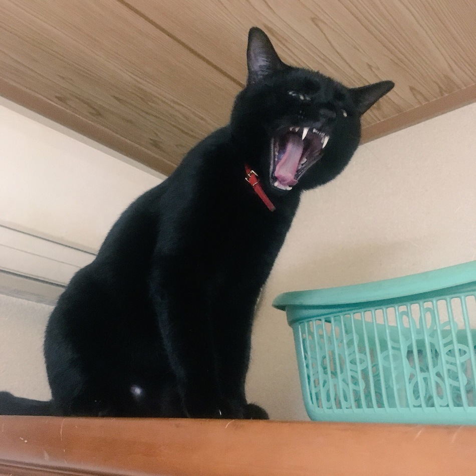 くろきちのカバー写真