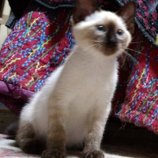 にしまつ君　ブラシ尻尾のシャム系男子