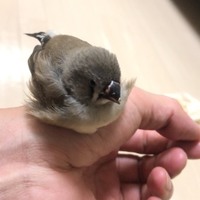 ぴよまる
