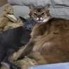 ロシアンブルーの5カ月の野良さん保護猫さんです。