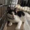 実家に迷い込んできた6カ月のメス猫さん逃げてばかりの保護猫さんですが10日で慣れてきてくれて