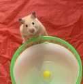 急募！キンクマハムスター
