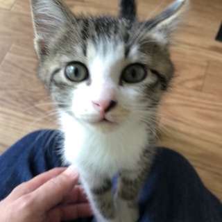 お見合い予定です。人馴れ抜群！ ハルくん♪