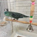 停止中サザナミインコの里親様募集します