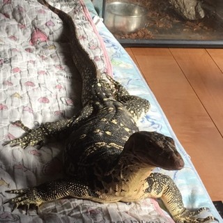 サルバトールモニター