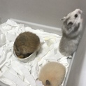 ゴールデンハムスター