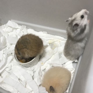 ゴールデンハムスター