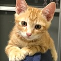 キジトラ&茶トラ★子猫☆2匹一緒にお願いします！
