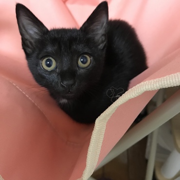 まだ小さい時のベリー^._.^