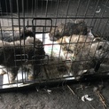 秋田犬子犬達