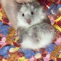 キンクマハムスター 里親募集中