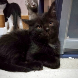 ぴかぴかかわいい黒猫ちゃん