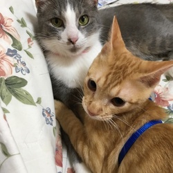 兄弟猫？いえいえ他猫です（笑）