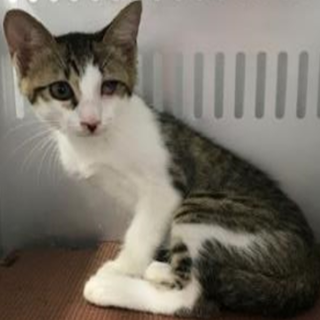 譲渡されました。