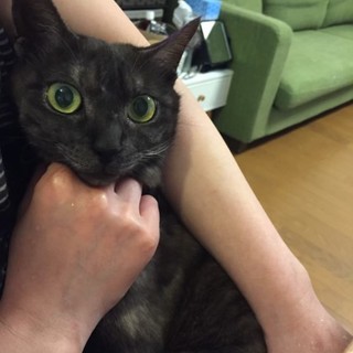 スモークグレーのとってもきれいな女の子！