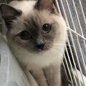 トライアル決定しました！