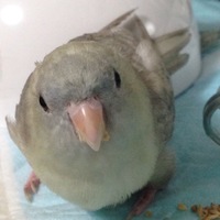 蘭丸