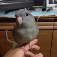 愛姫(めごひめ)