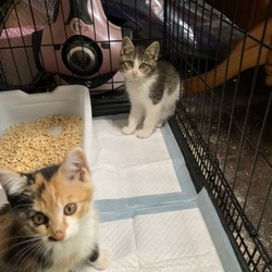 第81回 シュリのおうち犬猫譲渡会 サムネイル1