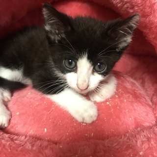 今期、最後の入園ニャンかな？( ^ω^ )