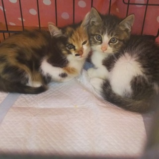 正式譲渡♥地域猫レスキュー♥マイちゃん