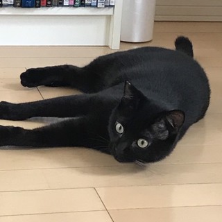 くろ助　黒猫　先住猫のいるご家庭を希望