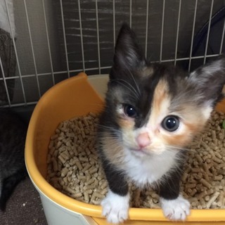 ちびミケ★珠洲（すず）さん★生後１ヶ月半