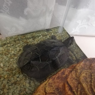 里親募集中！オスとメスのクサガメ☆