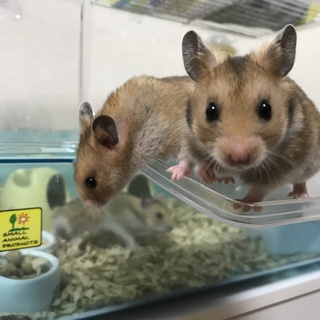 ゴールデンハムスター里親募集！