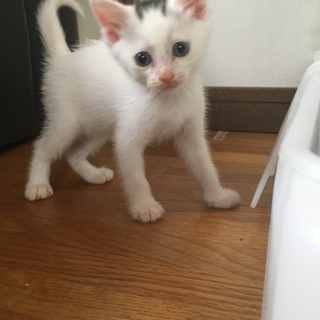 元気いっぱい甘えん坊☆まめくん♂白トビ