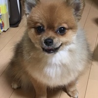 ポン