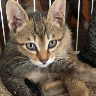 動画あり。。。かわいいキジ猫のレオくん