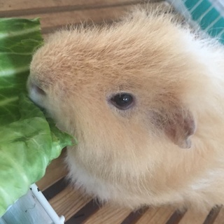 長毛種テディモル里親