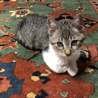 6兄弟のかわいい子猫の北斗くん