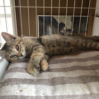 動画あり！6兄弟のかわいい子猫のみなみちゃん