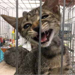 にゃんこのスターあらわる！春日井！